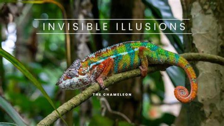 How do chameleon protect from enemies