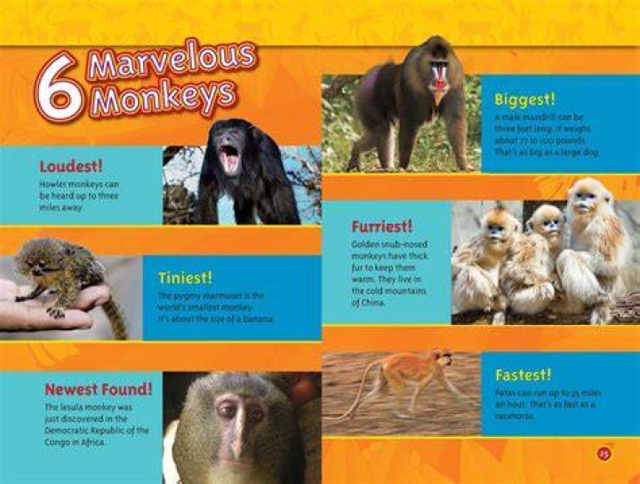 What are some adaptations that monkeys have